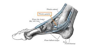 Ligaments have a very rich sensory neural supply. Blog Carina Central Physiotherapy Musculoskeletal Physiotherapists Brisbane Queensland Crossfit