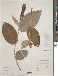 Image result for Eriosema psoraleoides