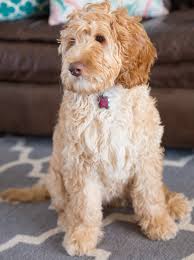 Unfortunately, this attractive and friendly dog led to the demand for australian labradoodle puppies for sale, launching a designer dog industry. Australian Labradoodle Puppies For Sale Shipping Availablecute Labradoodles