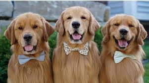 Image result for zlatý retrívr