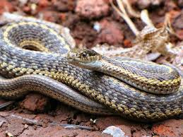 Endemic to north and central america. Oregon Snakes Pictures And Identification Help