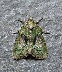 Image result for Cryphia algae