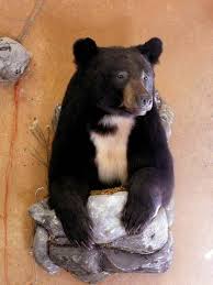 Black Bear Half Mounts Prices Bear Taxidermy Ideas Page 2 Huntingnet Com Forums Bear Mounts Taxidermy Bear Rug