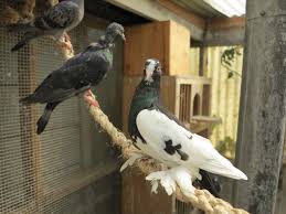 Rescued, unreleasable pigeons (of which there are so many) make great indoor pets. Get To Know Palomacy Bayview S Pigeon And Dove Rescue Organization