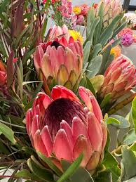 Image result for Platycoryne protearum