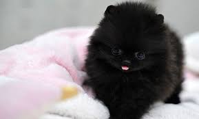 Black And White Pomsky Full Grown I Choiced This Picture Because It Shows How Tiny Puppies Are Of A Pomeranian As Well As How Small Their F Pomeranian Puppy Teacup Pomeranian Puppy Cute Puppies