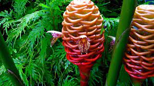 Las 15 Flores Mas Exoticas Del Mundo Bioguia Beehive Ginger Unusual Flowers Rare Flowers