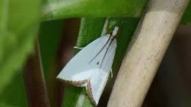 Mystical Moths