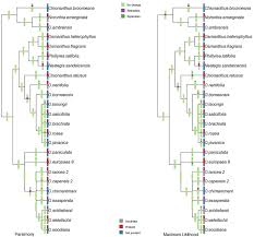 Image result for Olea chimanimani