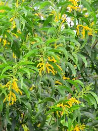 Image result for Acacia afra