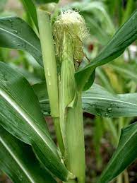 Mewarnai gambar makanan pokok www bilderbeste com. Tanamsendiri Com Grow Your Own Menanam Jagung Manis
