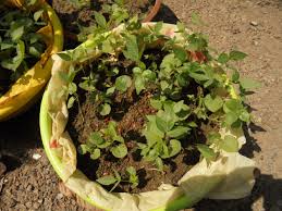 Image result for Macrotyloma uniflorum