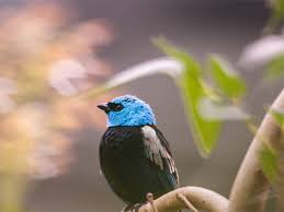 Image result for Tragiella natalensis