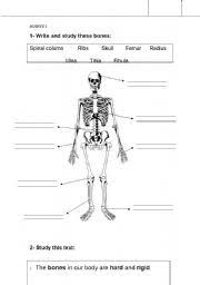 Some of the worksheets for this concept are students work, human skeleton anatomy activity, human body, name your bones, adventures in medicine science aims practical anatomy, the body systems lesson plan, human. Bones Skeleton Esl Worksheet By Jesus Barrosogonzalez