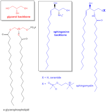 1 1a Introduction To Lipids Biology Libretexts