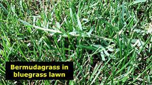 Centipede actually, neither bermuda nor fescue belong here since neither are native… both were introduced here in the early 1800s. 1531 Bermuda Grass In Lawns Gardens Planttalk Colorado