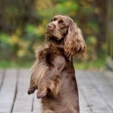 Image result for sussex španěl