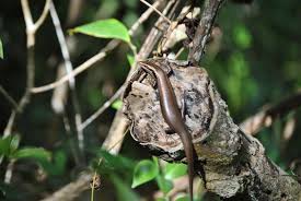 Image result for Sclerochiton nitidus