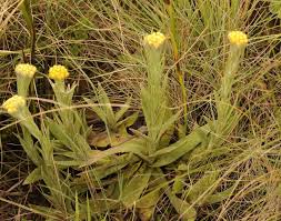 Image result for Helichrysum cephaloideum