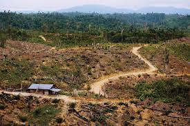 Berdasarkan judul grup link grup. Human Rights Impacts Of Weak Governance In Indonesia S Forestry Sector Hrw