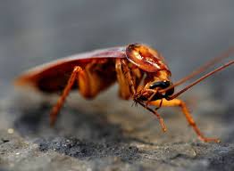 Cats are likelier to kill prey if hungry but not always eat. Be Kind To Cockroaches Peta