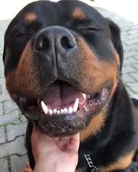 Der Unterschied Zwischen Amerikanischem Und Deutschem Rottweiler Funny Dog Quotes Rottweiler Hund Rottweiler Tiere