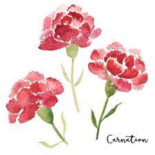 Pin By Carmen Cintado Rodriguez On Carnation Watercolor Flowers Paintings Floral Watercolor Flower Painting
