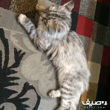 قطه شرازية Cats Animals