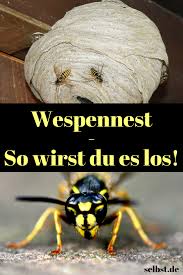Wenn die wespen am haus oder im garten zudem noch ein nest gebaut haben, reagieren viele menschen ängstlich. Wespennest Entfernen Selbst De Wespennest Wespe Garten Umgraben
