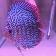 We did not find results for: Deep Red Turquoise Discus Discus Fish Fish Pet Discus