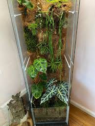 We did not find results for: Giant Terrarium Build The Midwestern Jungle