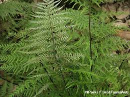 Image result for Pityrogramma