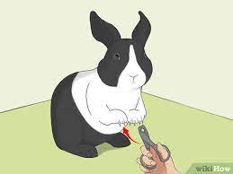 Hold the moist cloth on their eyes for a few moments to allow the gunk to loosen, then gently whip the gunk away. 3 Ways To Bathe Your Pet Rabbit Wikihow