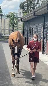 Vielseitigkeitsreiter robin godel belegt nach der dressur den 47. Robin Godel Home Facebook