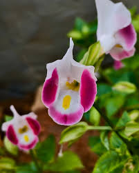 Image result for Linderniaceae