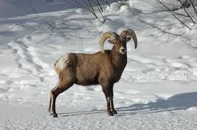 Colorado Wildlife Wildlife Watching In Colorado Colorado Com Wildlife Watching Big Horn Sheep Wildlife