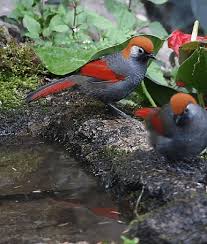 Bird Is The Word Gif With Sound Https Encrypted Tbn0 Gstatic Com Images Q Tbn 3aand9gcrqn9eg2h3x8afpg4usalya6znqvz61vgkdgg Usqp Cau