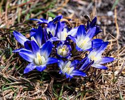 Image result for Rytidosperma davyi