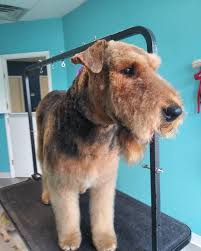 This page is updated on a weekly basis to showcase new puppies available for sale or upcoming litters that will be ready to take home soon. Aubert S Airedales Home Facebook