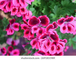 Image result for Geraniaceae