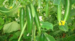 للراغبين فى زراعة الخيار تعرف على أهم أصناف إرشادات وخدمات الأرض