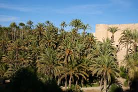 39 reviews of elche an intimate but friendly place. Ciudad Visitelche