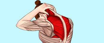 Musculos de la espalda mujer. Dolor De Espalda 8 Causas Comunes De Enfermedades Neztsleep Blog