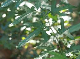 Image result for Morus indica