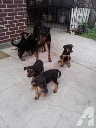 German Shepherd And Doberman Mix Puppy - Stuff For Sale In League City Tx - Clazorg Puppies German Rottweiler Puppies Doberman Shepherd