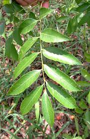 Image result for Zanha golungensis