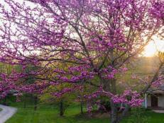 Check spelling or type a new query. How To Choose Plant And Grow Cherry Laurel Trees Hgtv