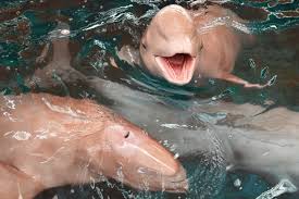 Meskipun sulit untuk menempatkan makhluk laut tertentu ke dalam kategori mamalia atau ikan, ada petunjuk tertentu yang membantu dalam mengklasifikasikan. Dampak Pandemi Covid 19 Lumba Lumba Pink Langka Kembali Terlihat Okezone Travel