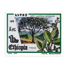 Image result for Allophylus abyssinicus