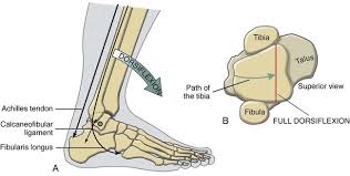 Muscles of the ankle and foot. Structure And Function Of The Ankle And Foot Musculoskeletal Key